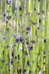 Wall Mural - Texture formed by green stems and buttons of aquatic flower