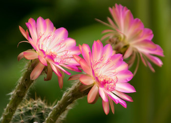 Wall Mural - Echinopsis Cassandra