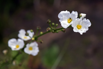 Wall Mural - Close-up of white flower Echinodorus, originating in Americas