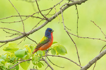 Male Painted Bunting With His Amazingly Colored Plumage, Perched In A Persimmon Tree In Spring