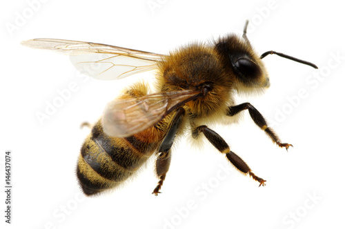 Plakat Pszczoła na białym