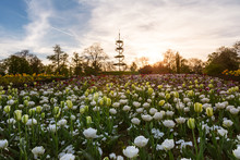 Stuttgart Killesbergturm Park Landscape Flowers Spring April Beautiful Sunset Outdoors Scenery Germany Europe