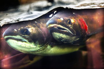 Fear Chinook Coho Salmon Close Up Issaquah Hatchery Washington State