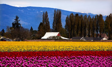 Purple Red Yellow Tulips Flowers Skagit Valley Washington State
