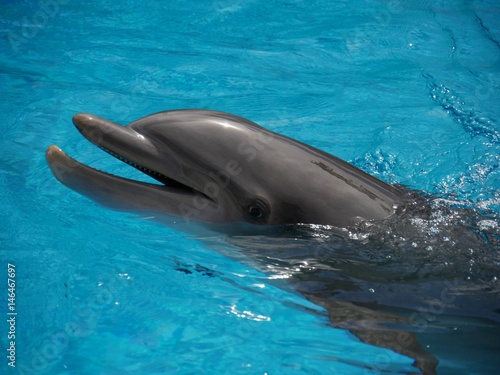 Zdjęcie XXL Nos delfin butelki, z bliska Nos delfinów pływanie w butelce