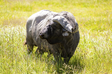 Wall Mural - The African buffalo or Cape buffalo is a large African bovine. Tanzania Africa