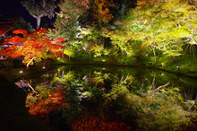 Foliage Of Tree At Night With Reflection From The Pool Creating A Beautiful Mirror Image In Kodai-ji (Kodaiji Temple), Kyoto