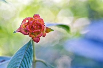 Wall Mural - Flower Psychotria ruelliifolia in bloom