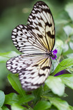 Fototapeta Krajobraz - butterfly 