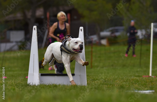 agility flyball
