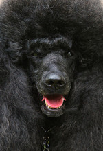 Black Standard French Poodle