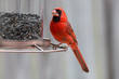 A Cardinal red bird eating seed at a bird feeder.