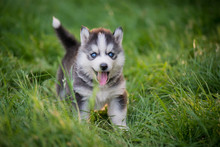 Siberian Husky Puppy Standing On Green Grass