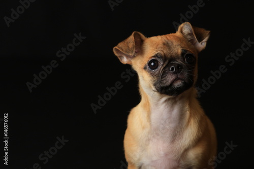 Pug And Chihuahua Mix Dog Chug パグとチワワのミックス犬 チワパグ Stock Photo Adobe Stock
