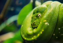 Green Tree Python Morelia Viridis