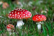 Red Amanita Muscaria Mushrooms In A Forest