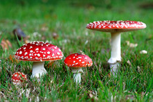 Red Amanita Muscaria Mushrooms In A Forest