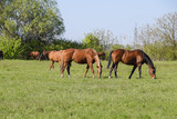 Fototapeta Konie - Horses graze in the pasture. Paddock horses on a horse farm. Walking horses
