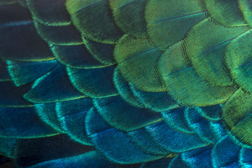 Wall Mural - Close up peacock feachers