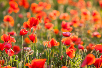 Poppy farming, nature, agriculture concept - industrial farming of poppy flowers - close-up on flowers and stems of the red poppies field. Sunny red flowers background.