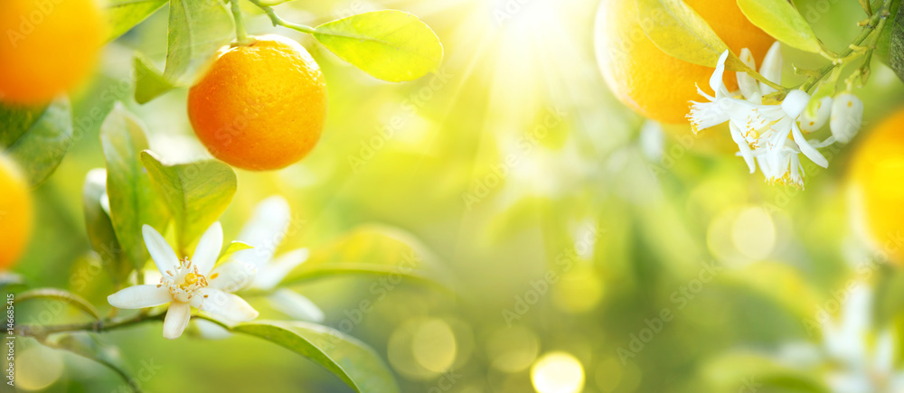 Ripe oranges or tangerines hanging on a tree. Healthy organic juicy fruits growing in sunny orchard - obrazy, fototapety, plakaty 