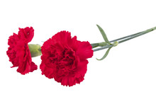 Two Red Carnations For Mourning Isolated On White Background