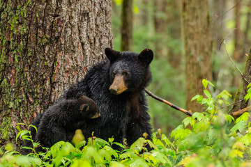 black bear sow and her four cubs