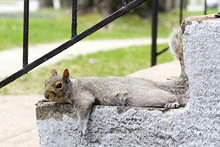 Grey Squirrel Outdoor