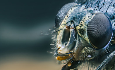 housefly close-up macro