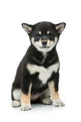 Wall Mural - Beautiful shiba inu puppy isolated on white