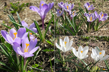 Sticker - Blooming spring flowers crocus growing