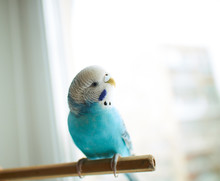 Wavy Blue Parrot