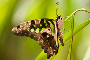 Wall Mural - Geschweifter Eichelhäher (Graphium agamemnon)