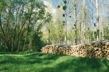 Wall Mural - Wood pile on the forest