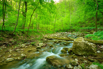 Canvas Print - Stream on the forest