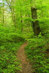 Canvas Print - Spring forest path