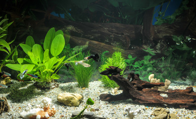 Wall Mural - aquarium with many fish and natural plants.Tropical fishes.aquarium with green plants
