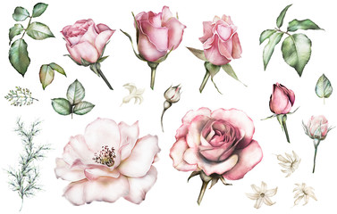 Set elements of rose. Collection garden and wild flowers, branches, illustration isolated on white background, bud, leaf, herbs. Watercolor style