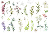 Big Set watercolor elements - wildflowers, herbs, leaf. collection garden and wild herb, flowers, branches.  illustration isolated on white background, eucalyptus, exotic, tropical leaf. Green.