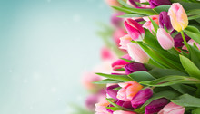 Bunch Of Pink Tulips On Blue Sky Background Banner