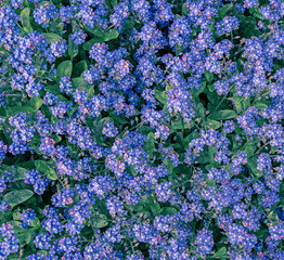 Wall Mural - blue flowers pattern