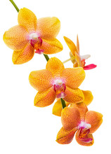 Blooming Small Twig Of Unusual Spotted Orange Orchid, Phalaenopsis Is Isolated On Background, Close Up, Make Up