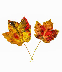 Autumn maple  leaves