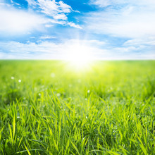 Field Of Green Grass On A Sunny Day With A Blue Sky