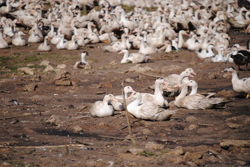 Élevage de canards