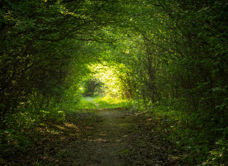 Wall Mural - green forest tunnel