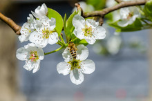 Honey Bee Collecting Nectar On White Pear Tree Blossoms At Springtime.