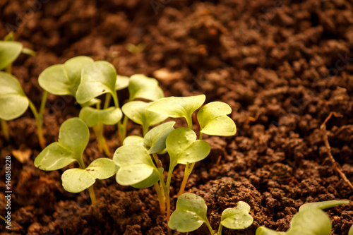 the first sprouts of radishes in the spring in the greenhouse плакат
