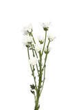 Fototapeta Kwiaty - bouquet white chrysanthemums