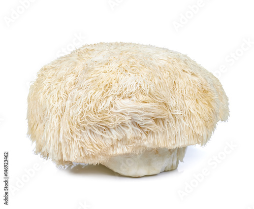 Cuadros en Lienzo lion mane mushroom isolated on white background